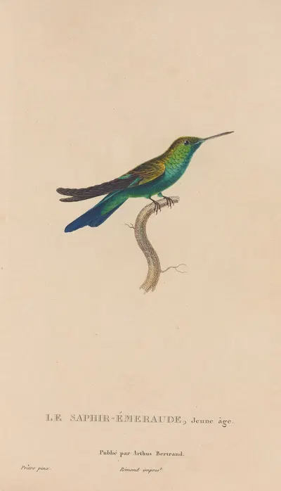 Histoire naturelle des oiseaux-mouches Pl.51 by René-Primevère Lesson, 1829 — digital art print download