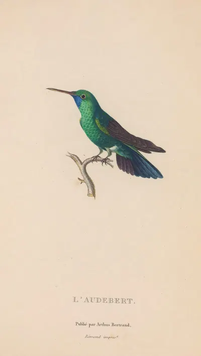 Histoire naturelle des oiseaux-mouches Pl.52 by René-Primevère Lesson, 1829 — digital art print download