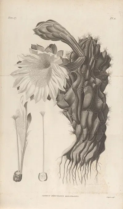 Cereus Peruvianus monstrosus by Augustin Pyramus de Candolle, 1829 — digital art print download