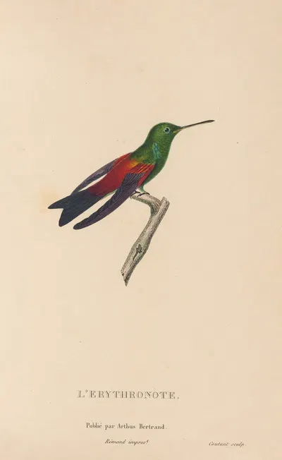 Histoire naturelle des oiseaux-mouches Pl.62 by René-Primevère Lesson, 1829 — digital art print download