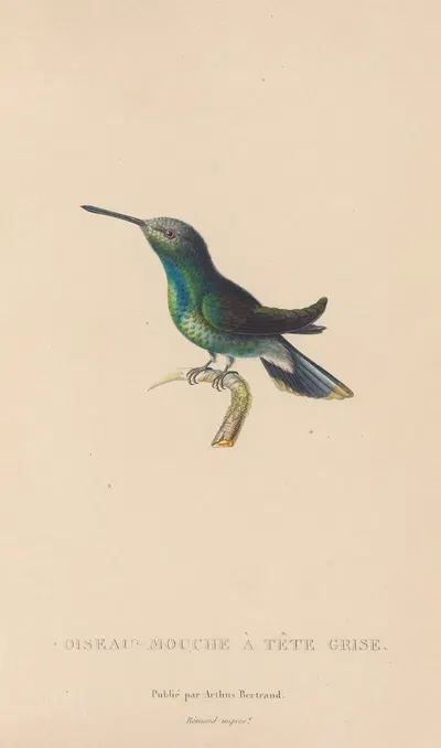 Histoire naturelle des oiseaux-mouches Pl.63 by René-Primevère Lesson, 1829 — digital art print download