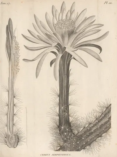 Cereus serpentinus by Augustin Pyramus de Candolle, 1829 — digital art print download
