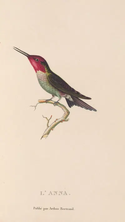 Histoire naturelle des oiseaux-mouches Pl.75 by René-Primevère Lesson, 1829 — digital art print download