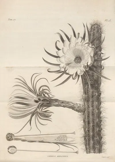Cereus repandus by Augustin Pyramus de Candolle, 1829 — digital art print download