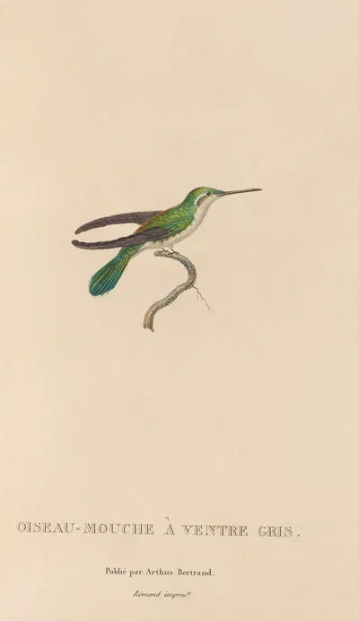 Histoire naturelle des oiseaux-mouches Pl.80 by René-Primevère Lesson, 1829 — digital art print download