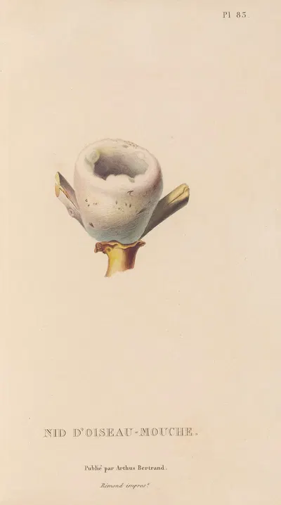 Histoire naturelle des oiseaux-mouches Pl.84 by René-Primevère Lesson, 1829 — digital art print download