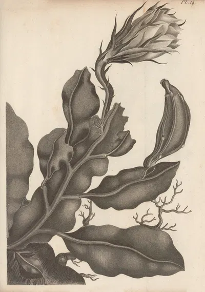 Cereus oxypetalus by Augustin Pyramus de Candolle, 1829 — digital art print download