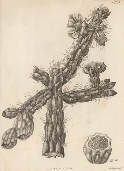 Opuntia rosea by Augustin Pyramus de Candolle, 1829 — digital art print download