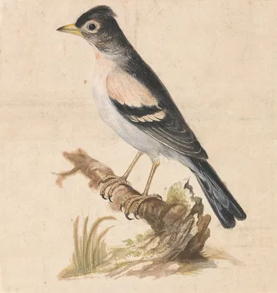Brambling by Thomas Atwood — digital art print download