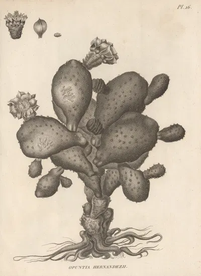 Opuntia hernandezii by Augustin Pyramus de Candolle, 1829 — digital art print download