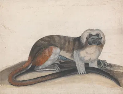 Study for 'The Pinche or Red Tailed Monkey' by Thomas Bewick — digital art print download
