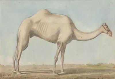 A Camel by Willey Reveley — digital art print download