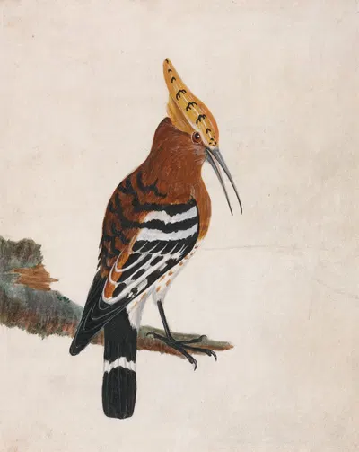 Common Hoopoe by William Lewin — digital art print download