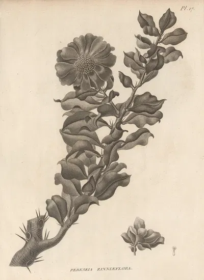 Pereskia zinniaeflora by Augustin Pyramus de Candolle, 1829 — digital art print download