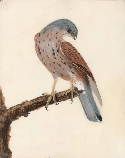 Falcon; Hen Krestel by William Lewin — digital art print download