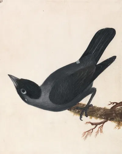 Jackdaw by William Lewin — digital art print download
