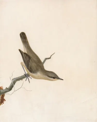 Warbler; Reed Wren by William Lewin — digital art print download