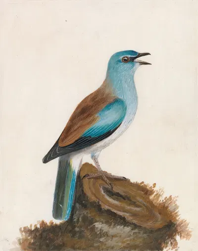 Garrulous Roller by William Lewin — digital art print download