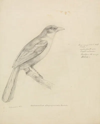 A Bird by William Swainson — digital art print download