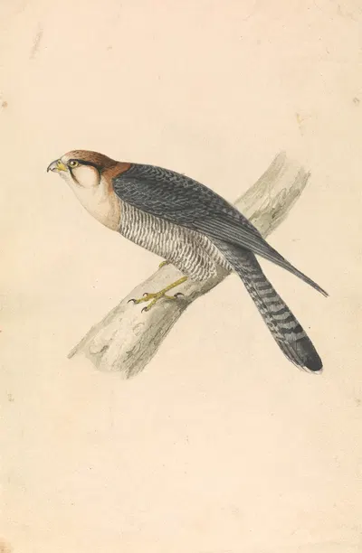 Rufous Necked Falcon by William Swainson — digital art print download