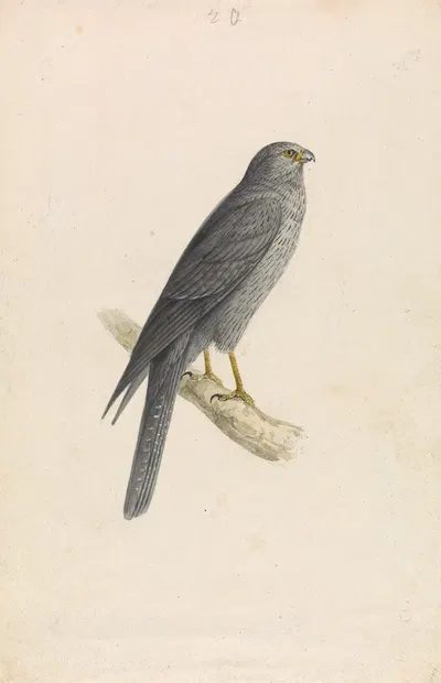 Sooty Falcon by William Swainson — digital art print download