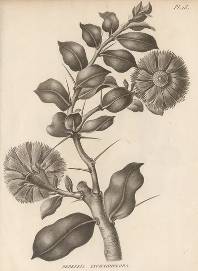 Pereskia lychnidiflora by Augustin Pyramus de Candolle, 1829 — digital art print download