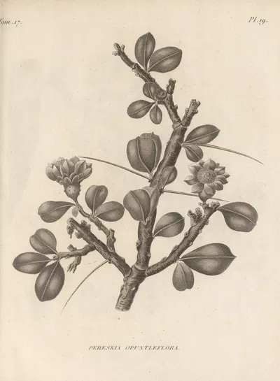 Pereskia opuntiaeflora by Augustin Pyramus de Candolle, 1829 — digital art print download