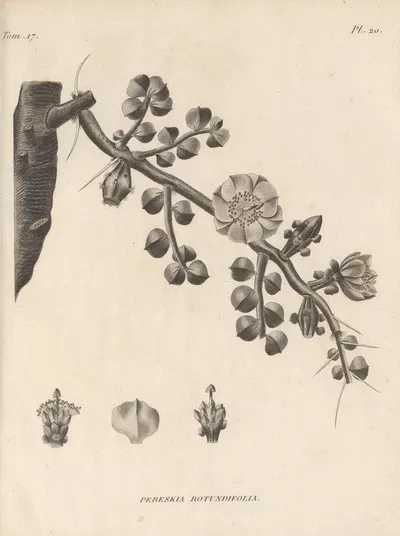 Pereskia rotundifolia by Augustin Pyramus de Candolle, 1829 — digital art print download