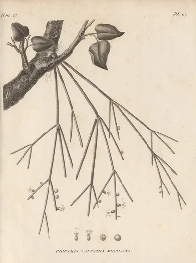 Rhipsalis cassytha mociniana by Augustin Pyramus de Candolle, 1829 — digital art print download