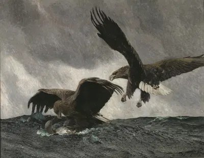Sea Eagles by Бруно Лильефорс, 1897 — digital art print download