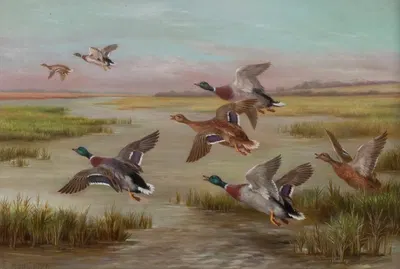 Ducks in Flight by Edgar Hunt — digital art print download