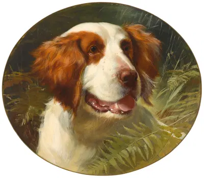 A Brittany spaniel by George Earl — digital art print download