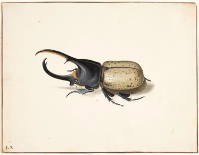 En herkulesbille dynastes hercules by Pieter Holsteijn — digital art print download