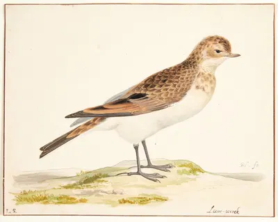 En sanglærke alauda arvensis by Pieter Holsteijn — digital art print download