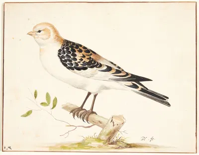 En snespurv plectrophenax nivalis by Pieter Holsteijn — digital art print download