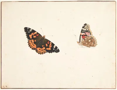 To studier af en tidselfugl vanessa cardui l by Pieter Holsteijn — digital art print download