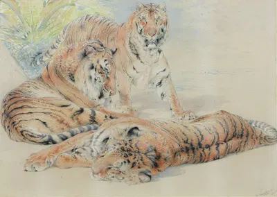 Study of tigers by William Huggins — digital art print download