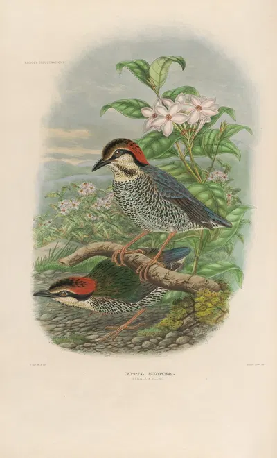 A monograph of the Pittidæ, or family of ant-thrushes Pl.04 by Daniel Giraud Elliot, 1893-1895 — digital art print download