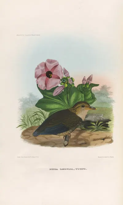 A monograph of the Pittidæ, or family of ant-thrushes Pl.06 by Daniel Giraud Elliot, 1893-1895 — digital art print download