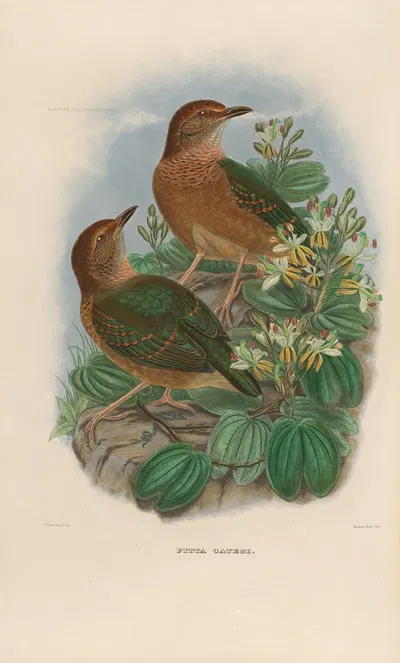 A monograph of the Pittidæ, or family of ant-thrushes Pl.10 by Daniel Giraud Elliot, 1893-1895 — digital art print download