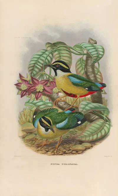A monograph of the Pittidæ, or family of ant-thrushes Pl.12 by Daniel Giraud Elliot, 1893-1895 — digital art print download