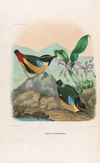 A monograph of the Pittidæ, or family of ant-thrushes Pl.13 by Daniel Giraud Elliot, 1893-1895 — digital art print download