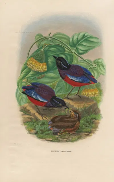 A monograph of the Pittidæ, or family of ant-thrushes Pl.22 by Daniel Giraud Elliot, 1893-1895 — digital art print download