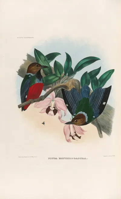 A monograph of the Pittidæ, or family of ant-thrushes Pl.27 by Daniel Giraud Elliot, 1893-1895 — digital art print download