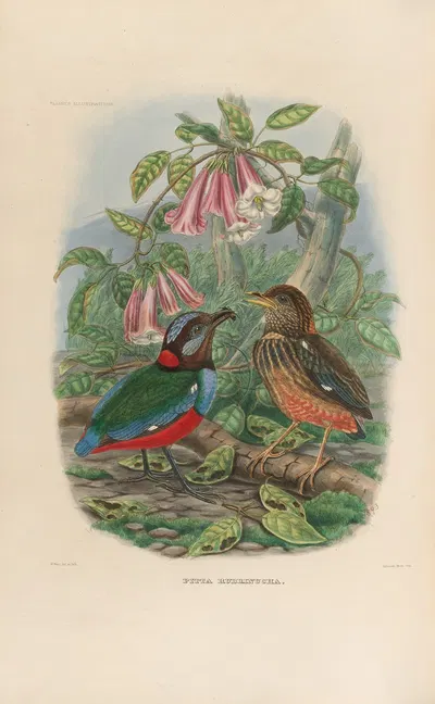A monograph of the Pittidæ, or family of ant-thrushes Pl.33 by Daniel Giraud Elliot, 1893-1895 — digital art print download
