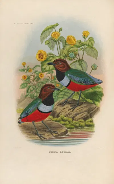 A monograph of the Pittidæ, or family of ant-thrushes Pl.35 by Daniel Giraud Elliot, 1893-1895 — digital art print download