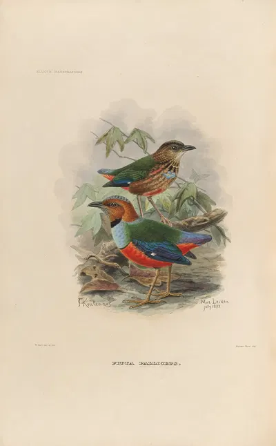 A monograph of the Pittidæ, or family of ant-thrushes Pl.37 by Daniel Giraud Elliot, 1893-1895 — digital art print download