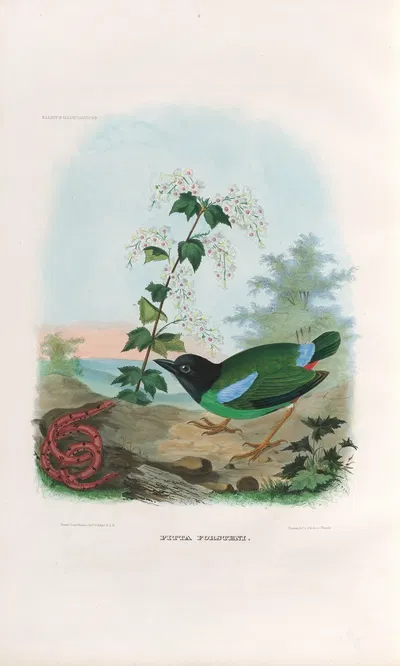 A monograph of the Pittidæ, or family of ant-thrushes Pl.41 by Daniel Giraud Elliot, 1893-1895 — digital art print download