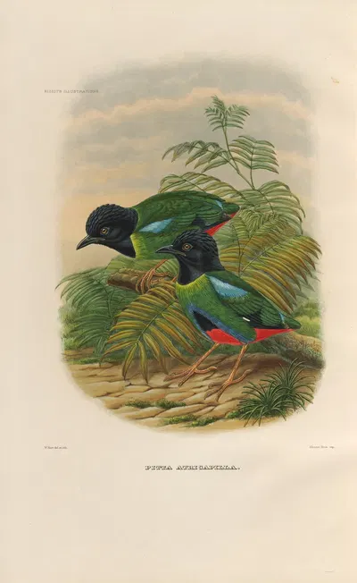 A monograph of the Pittidæ, or family of ant-thrushes Pl.43 by Daniel Giraud Elliot, 1893-1895 — digital art print download