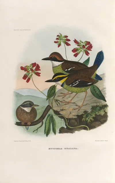 A monograph of the Pittidæ, or family of ant-thrushes Pl.47 by Daniel Giraud Elliot, 1893-1895 — digital art print download